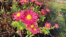 Za�átek listopadu 2024, Mod�any