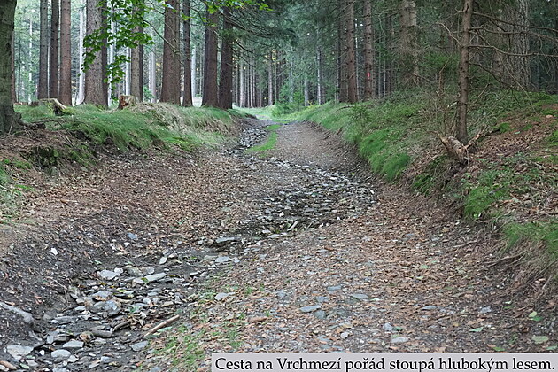 Cesta na Vrchmez� po��d stoup� hlubok�m lesem. Orlick� hory. Z��� 2024