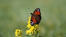 Babo�ka paví oko. Orlické hory, zá�í 2024