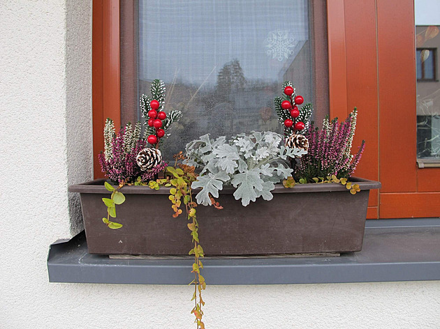 Zimní truhlík, Mod�any, prosinec 2024