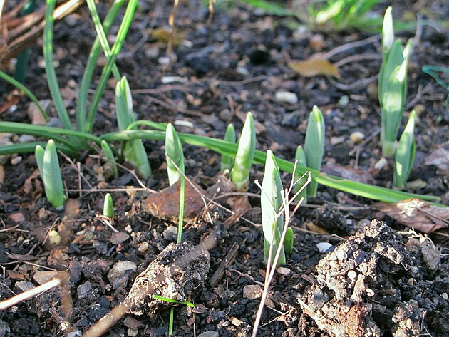 Sn�enky v Mod�anech, prosinec 2024