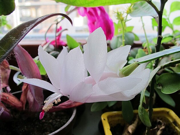 V�no�n� kaktusy, prosinec 2024