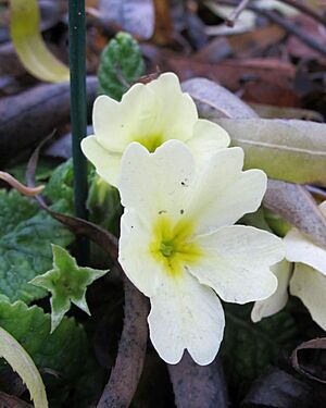 Kvetou petrkl��e, Mod�any, prosinec 2024