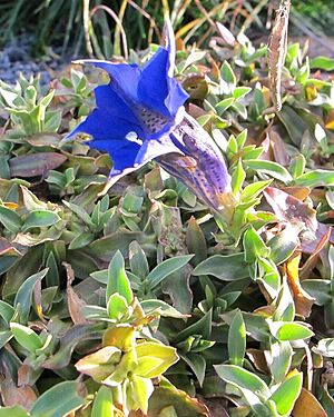 Ho�ec, Mod�any, prosinec 2024