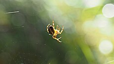 Orlické hory, zá�í 2024