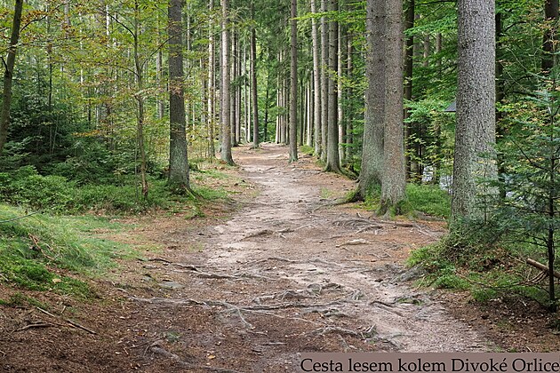 Les kolem Divok� Orlice. Orlick� hory, z��� 2024
