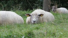 Orlické hory, zá�í 2024