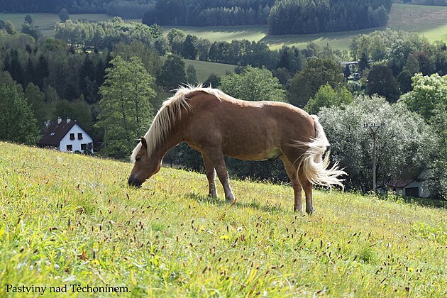 Pastviny nad T�chot�nem. Orlick� hory, z��� 2024