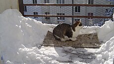 My�ánek