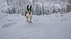 Sníh napadl u� v p�lce listopadu (2025). Yoda.