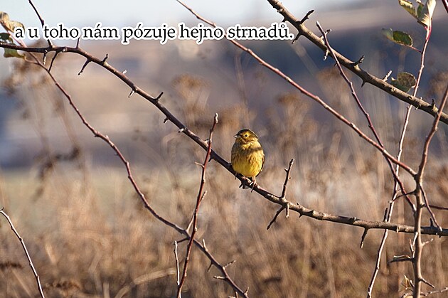 V Jihlav�. Listopad 2024