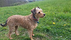 Kess s pampeli�kami