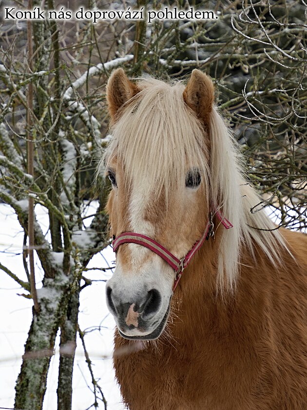 Cestou do Hamr� nad S�zavou. Vokolo Moravy, �nor 2025