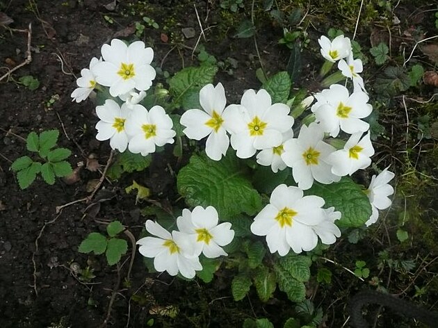 Ko���e, p�elom b�ezna a dubna 2025