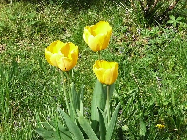 Ko���e, p�elom b�ezna a dubna 2025