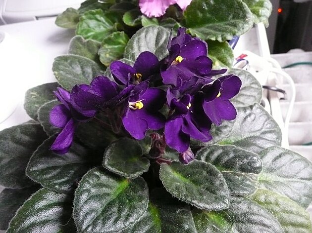 Ko���e, p�elom b�ezna a dubna 2025