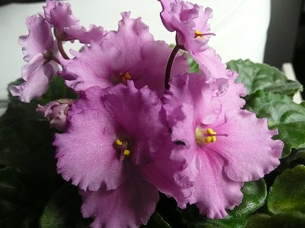 Ko���e, p�elom b�ezna a dubna 2025