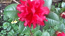 I malá zahrádka poskytne pot�chu. Ko�í�e, kv�ten 2025