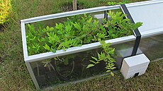 Pa�eni�t� plné vistárií, srpen 2020. Mod�any.