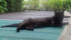 Nastaly krásné ko�i�í �asy na sluní�ku