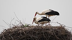 Jarohn�vice. Velikonoce 2024