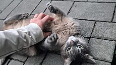 Jane se nechá drbat na b�í�ku, co� by Kocour Rek nenechal projít bez drápací a...