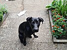 Tess