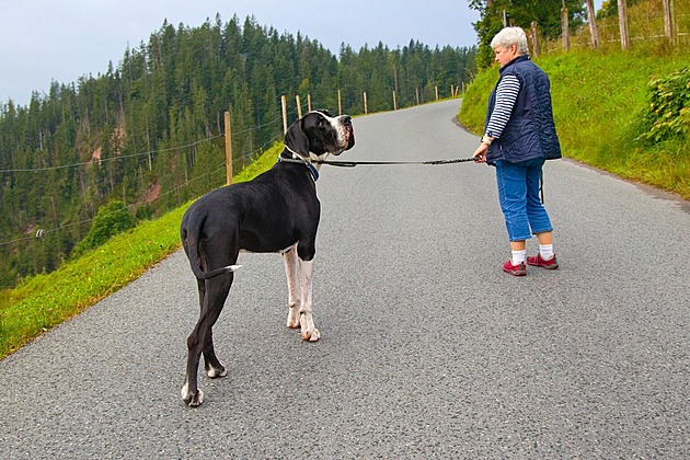 Jdeme na ranní procházku. Alpy, srpen 2025