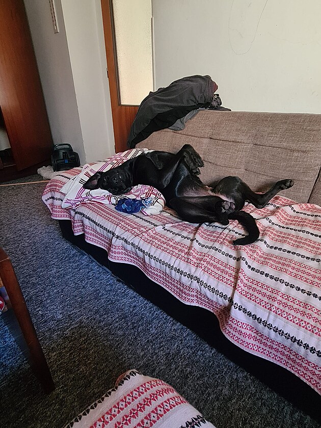 Tess je evidentn� v dobr� kondici i n�lad�, prost� ps� �ivot!