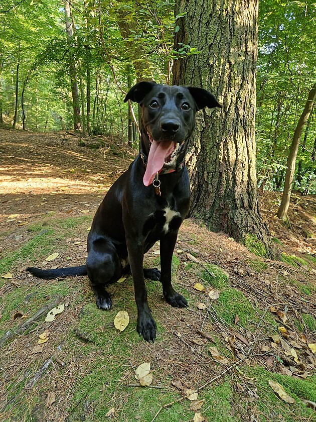 Tess je evidentn� v dobr� kondici i n�lad�, prost� ps� �ivot!