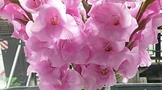 Podzim 2025 v Ko�í�ích