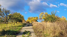 Pohled do sadu, �íjen 2025 u �abek