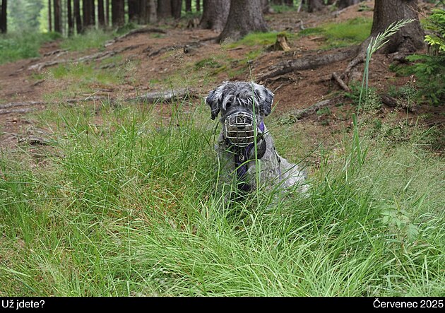 Madynka. Vokolo Moravy. �ervenec 2025