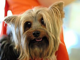 Yorkshire terrier
