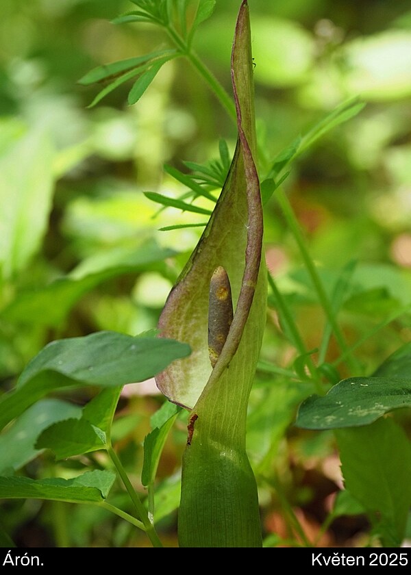 �r�n. Pova�sk� Inovec, kv�ten 2025, den 1.