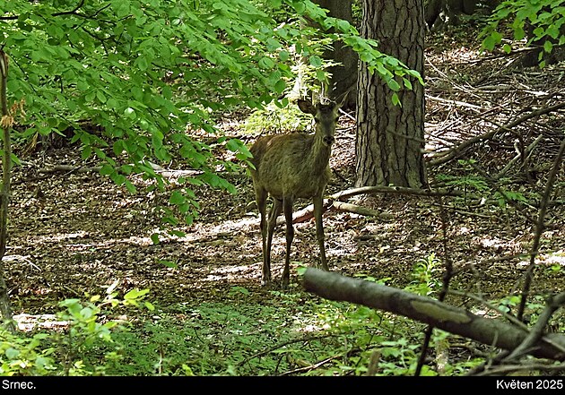 Srnec. Pova�sk� Inovec, kv�ten 2025, den 1.
