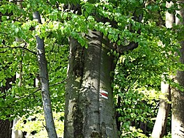 Pova�ský Inovec, kv�ten 2025, den 2