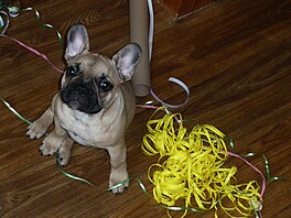 Buldo�ek Gery pomáhá s balením váno�ních dárk�