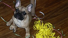 Buldo�ek Gery pomáhá s balením váno�ních dárk�