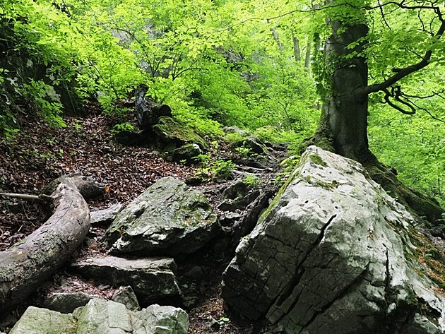 Mal� Karpaty, kv�ten 2025, den 7