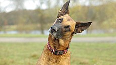 Belgický ov�ák malinois Boss