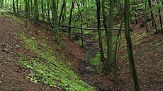 Kolem potoka Raková. Malé Karpaty (navazují na Pova�ský Inovec), kv�ten 2025,...