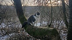 Mouses. Váno�ní procházka 2025.