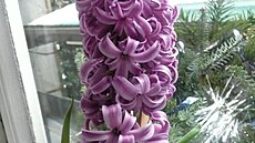 Hyacint nazna�uje jaro, leden 2026