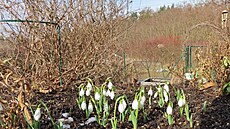 Mod�anské sn�enky 20. 2. 2026