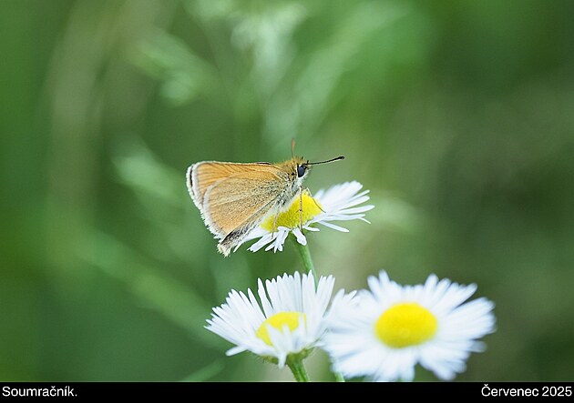 Vizovick� vrchy, �ervenec 2025