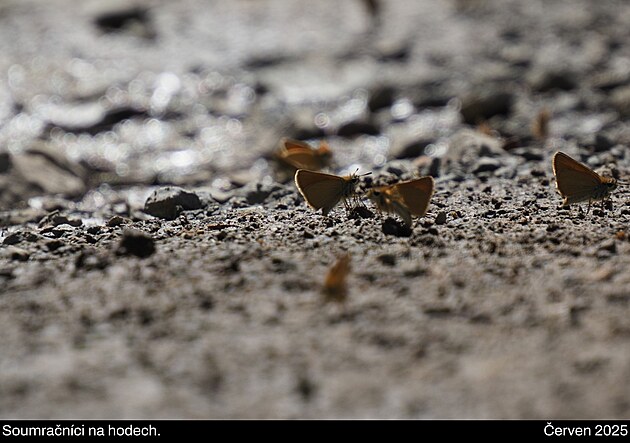 Okruh z Jarom��ic, �erven 2025