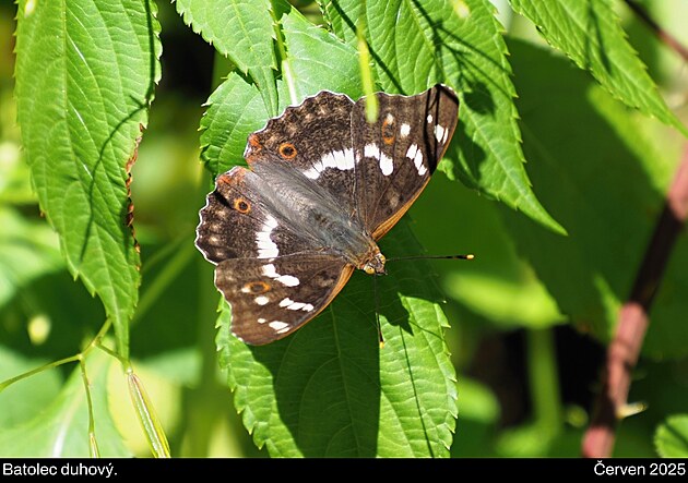 Okruh z Jarom��ic, �erven 2025