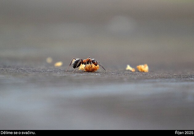 �esk� les, ��jen 2025, 3. den vandru