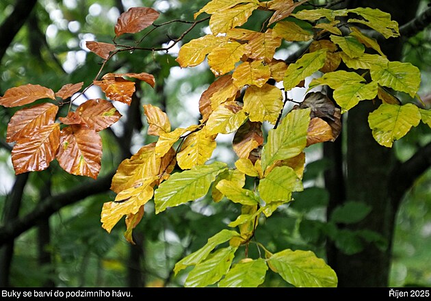 �esk� les, ��jen 2025, 3. den vandru